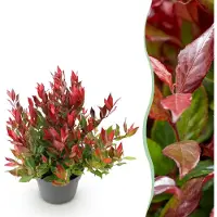 Green Boutiq - Tuinplant - Leucothoe Little Flame - Rood - 1 Plant - Groenblijvend - Weinig Onderhoud - Pot 17cm Hoogte 40cm
