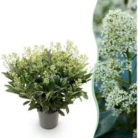 Green Boutiq - Terrasplant - Skimmia japonica Finchy - Bloem Wit - 40+ Bloemen - 1 Plant - Winterhard - Pot 19cm Hoogte 60cm