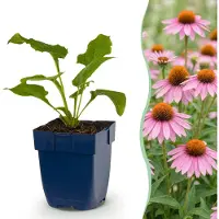 Green Boutiq - Vasteplant - Echinacea purp. Magnus - Zonnehoed - Bijen- en vlinderlokkers - Roze - 6 Planten - Pot 11cm - Hoogte 15-25cm