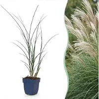 Green Boutiq - Grassen - Miscanthus sin. Gracillimus - Pampusgras - Met Pluim - Groen - 12 Planten - Pot 11cm - Hoogte 15-25cm