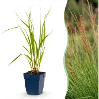 Green Boutiq - Grassen - Molinia caer. Heidebraut - Pijpestrootje - Met Pluim - Groen - 24 Planten - Pot 11cm - Hoogte 15-25cm