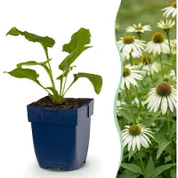Green Boutiq - Vasteplant - Echinacea purp. Alba - Zonnehoed - Bijen- en vlinderlokkers - Wit - 12 Planten - Pot 11cm - Hoogte 15-25cm