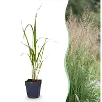 Green Boutiq - Grassen - Molinia arund. Karl Foerster - Pijpestrootje - Met Pluim - Groen - 6 Planten - Pot 11cm - Hoogte 15-25cm