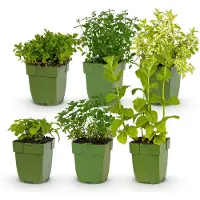 Green Boutiq - Borderpakket - Thee kruiden - 6 Vaste planten - 1 m2 - Diversen kleuren - Weinig Onderhoud - Pot 11cm
