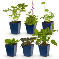 Green Boutiq - Borderpakket - Schaduw - 6 Vaste planten - 1 m2 - Diversen kleuren - Weinig Onderhoud - Pot 11cm