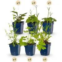 Green Boutiq - Borderpakket - Bijen en Vlinderlokkend - 24 Vaste planten - 3 m2 - Diversen kleuren - Weinig Onderhoud - Pot 11cm