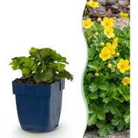 Green Boutiq Vasteplant - Waldsteinia ternata - Goudaardbei - Bodembedekkend - Geel - 6 Planten - Pot 11cm - Hoogte 15-25cm