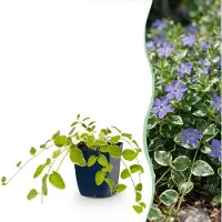 Green Boutiq Vasteplant - Vinca major Variegata - Maagdenpalm - Bodembedekkend - Blauw - 12 Planten - Pot 11cm - Hoogte 15-25cm