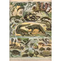 Grafika Puzzle Illustration du Nouveau Larousse Illustré : Reptiles, 1897-1904 - 1000 pièces