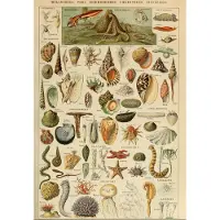 Grafika Puzzle Jouet éducatif 1000 pièces Larousse Mollusques