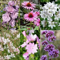 Green Boutiq - Borderpakket - Bijen en Vlinderlokkend - 6 Vaste planten - 1 m2 - Diversen kleuren - Weinig Onderhoud - Pot 11cm
