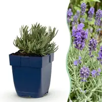Green Boutiq - Vasteplant - Lavandula ang. Dwarf Blue - Lavendel - Geurend - Paars - 6 Planten - Pot 11cm - Hoogte 15-25cm