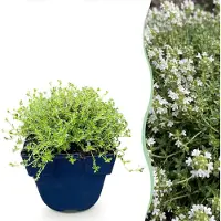 Green Boutiq - Perennial - Thymus praecox Albiflorus - White creeping thyme - Fragrant - White - 1 Plant - Pot 11cm - Height 15-25cm