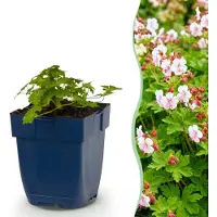 Green Boutiq - Vasteplant - Géranium macrorrhizum. Spessart. Bec d'oiseau craintif. Plante couvre-sol. Blanc-rose. 1 plante. Pot de 11 cm. Hauteur : 15-25 cm