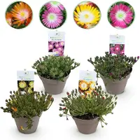 Green Boutiq - Bodembedekker - Winterhard - Delosperma Jewel of Dessert - 4 Planten - Kleuren Rood - Oranje - Paars - Roze - Weinig Onderhoud - Pot 14 Hoogte 17