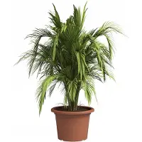 Cstore Pot De Fleurs Venezia Cilindro - 50 Cm - Terre Cuite