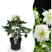 Green Boutiq - Tuinplant - Lenten Rose - Helleborus orientalis Double Ellen White - Witte Bloem -1 Plant - Groenblijvend - Pot 14cm Hoogte 35cm