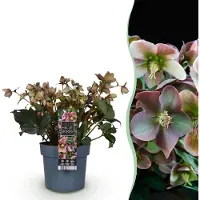 Green Boutiq - Tuinplant - Lenten Rose - Helleborus Angels Glow - Roze Bloem - Groenblijvend - Pot 19cm Hoogte 50cm