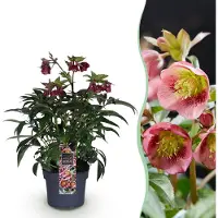 Green Boutiq - Tuinplant - Lenten Rose - Helleborus Dacaya - Roze Bloem - Groenblijvend - Pot 19cm Hoogte 50cm