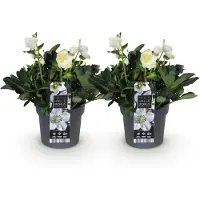 Green Boutiq - Tuinplant - Kerstroos - Helleborus Christmas Carol - Witte Bloem -2 Planten - Groenblijvend - Pot 17cm Hoogte 35cm