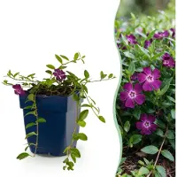 Green Boutiq Vasteplant - Vinca minor Atropurpurea - Maagdenpalm - Bodembedekkend - Paars - 24 Planten - Pot 11cm - Hoogte 15-25cm