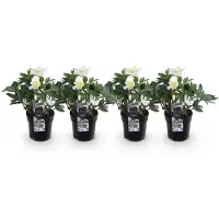Green Boutiq - Tuinplant - Kerstroos - Helleborus Christmas Carol - Witte Bloem - 4 Planten - Groenblijvend - Pot 10,5cm Hoogte 25cm