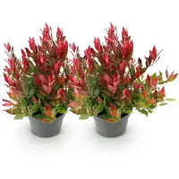 Green Boutiq - Tuinplant - Leucothoe Little Flame - Rood - 2 Planten - Groenblijvend - Weinig Onderhoud - Pot 17cm Hoogte 40cm