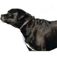 Equithème Laisse Pour Chien Max