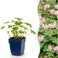 Green Boutiq - Vasteplant - Géranium macrorrhizum, variété Ingwersen - Bec-de-cigogne - Plante couvre-sol - Rose clair - 6 plants - Pot de 11 cm - Hauteur 15-25 cm