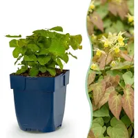 Green Boutiq - Vasteplant - Epimedium perralch. Frohnleiten - Fleur de fée - Ombragé - Jaune - 6 plants - Pot de 11 cm - Hauteur 15-25 cm