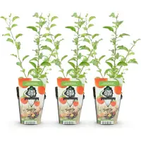 Green Boutiq - Fruitplanten - Goijbes - Lycium Barbarum - Winterhard - 3 Planten - Pot 9 cm - Oranje - Rode Vrucht