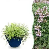 Green Boutiq - Perennial - Thymus praecox Minor - Creeping Thyme - Fragrant - Pink - 1 Plant - Pot 11cm - Height 15-25cm