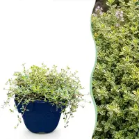 Green Boutiq - Perennial - Thymus citr. Sambesi - Lemon Thyme - Fragrant - Yellow - 6 Plants - Pot 11cm - Height 15-25cm